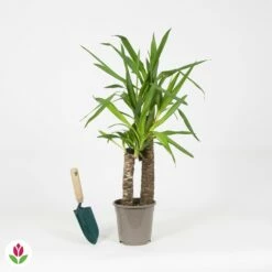 Yucca Elephantipes -Fournitures De Jardin Soldes 2024 030688 wil QLZ 030688 1 1704793216985