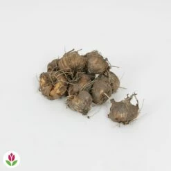 Fournitures De Jardin Soldes 2024 -Fournitures De Jardin Soldes 2024 030830 wil QLZ 030830 1 1707227529947