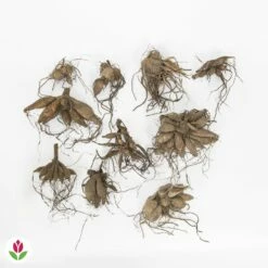 Fournitures De Jardin Soldes 2024 -Fournitures De Jardin Soldes 2024 030872 wil QLZ 030872 1 1709716505580