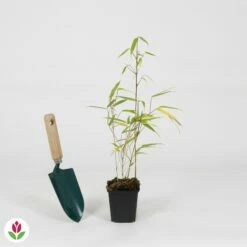 Bambou Fargesia Rufa Non-traçant -Fournitures De Jardin Soldes 2024 031462 wil QLZH 031462 1 1704729371841