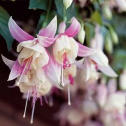3 Fuchsias Résistants Au Gel Annabel