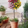 Mini-rosier Tricolore Sur Tige -Fournitures De Jardin Soldes 2024 100365 1