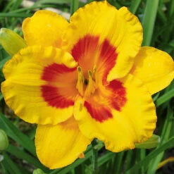 3 Hémérocalles Fooled Me Série 500