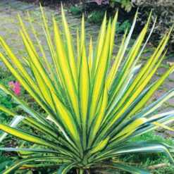 Yucca Panaché
