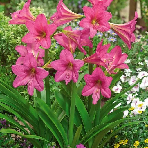 3 Amaryllis De Jardin Douceur Sucrée -Fournitures De Jardin Soldes 2024 100685 1