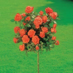 Rosier Sur Tige Ramona