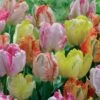 18 Tulipes Perroquets Pastel En Mélange -Fournitures De Jardin Soldes 2024 100877 1 1706089620205