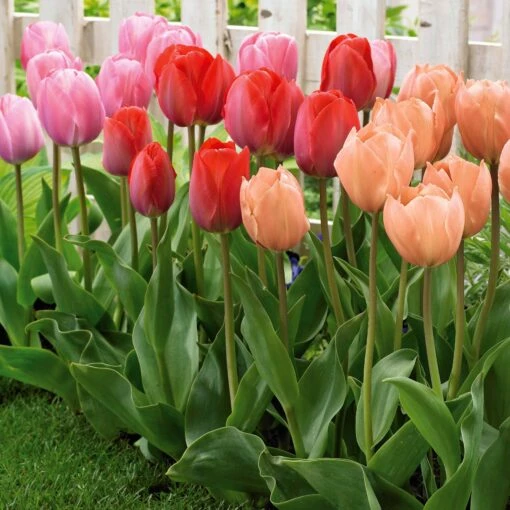 30 Tulipes Van Eijk En Mélange -Fournitures De Jardin Soldes 2024 100880 1