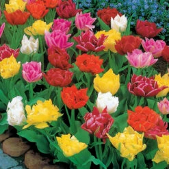 80 Tulipes Doubles Murillo En Mélange