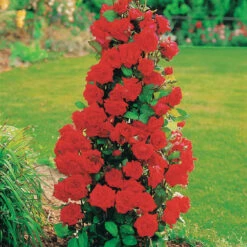 Collection De 4 Rosiers Arbustes : Shalom, Korbin, Westerland, Handel -Fournitures De Jardin Soldes 2024 103797 2