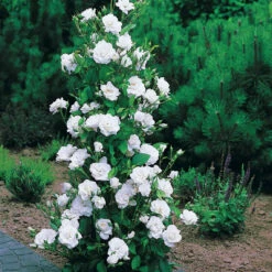 Collection De 4 Rosiers Arbustes : Shalom, Korbin, Westerland, Handel -Fournitures De Jardin Soldes 2024 103797 4