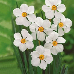 Fournitures De Jardin Soldes 2024 -Fournitures De Jardin Soldes 2024 103815 1