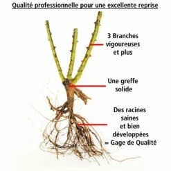 2 Rosiers Buissons Résistants Aux Maladies -Fournitures De Jardin Soldes 2024 103818 6
