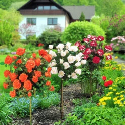 Collection De 3 Rosiers Tiges : Ramona, Korbin, Osiria