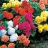 10 Bégonias Doubles En Mélange EXTRA -Fournitures De Jardin Soldes 2024 104907 2