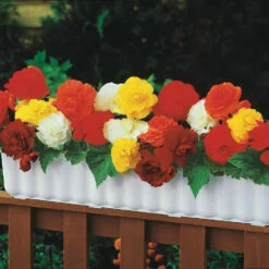 10 Bégonias Doubles En Mélange EXTRA -Fournitures De Jardin Soldes 2024 104907 5