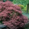 Erable Du Japon Garnet -Fournitures De Jardin Soldes 2024 41778 4