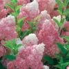 Hortensia Paniculé Vanille Fraise® Renhy -Fournitures De Jardin Soldes 2024 45797 4