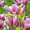 Magnolia De Soulange -Fournitures De Jardin Soldes 2024 46920 1 1700062123210
