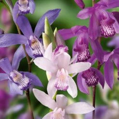 3 Orchidées Jacinthes En Mélange