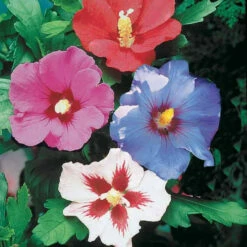 Haie De 5 Hibiscus De Jardin -Fournitures De Jardin Soldes 2024 62096 4