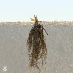 20 Fraisiers Remontants La Savoureuse De Willemse ® -Fournitures De Jardin Soldes 2024 QL Fraisiers WIL 1708002385463