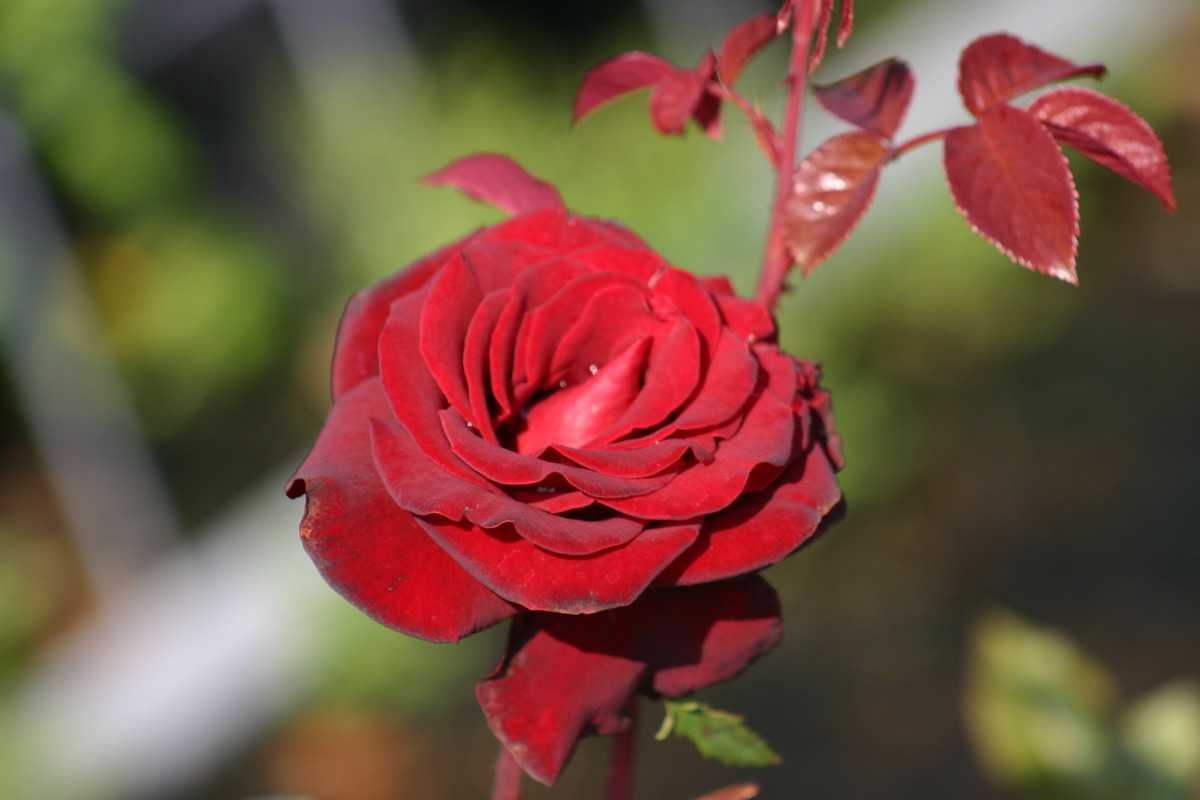 Fournitures De Jardin Soldes 2024 -Fournitures De Jardin Soldes 2024 Rose Schwarze Madonna im grossen Container