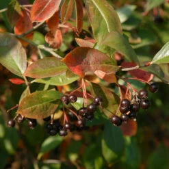 Aronia Prunifolia Nero