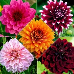5 Dahlias à Grandes Fleurs En Mélange