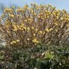Edgeworthia Grandiflora -Fournitures De Jardin Soldes 2024 bak 56243 1