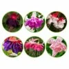 6 Fuchsias All In One En Mélange -Fournitures De Jardin Soldes 2024 bak 61830 1