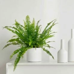 Fougère De Boston