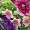 30 Bulbes De Fleurs Hello Summer En Mélange -Fournitures De Jardin Soldes 2024 bak 80055 1