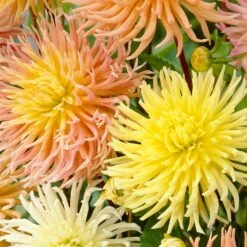 5 Dahlias Star En Mélange