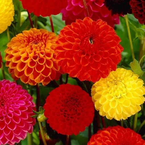 5 Dahlias Pompon En Mélange Ball Bio -Fournitures De Jardin Soldes 2024 bak 85583 1