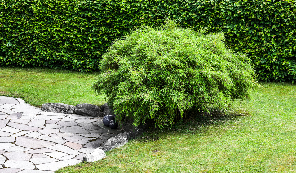 Fournitures De Jardin Soldes 2024 -Fournitures De Jardin Soldes 2024 bambous non tracants a planter dans son jardin 3