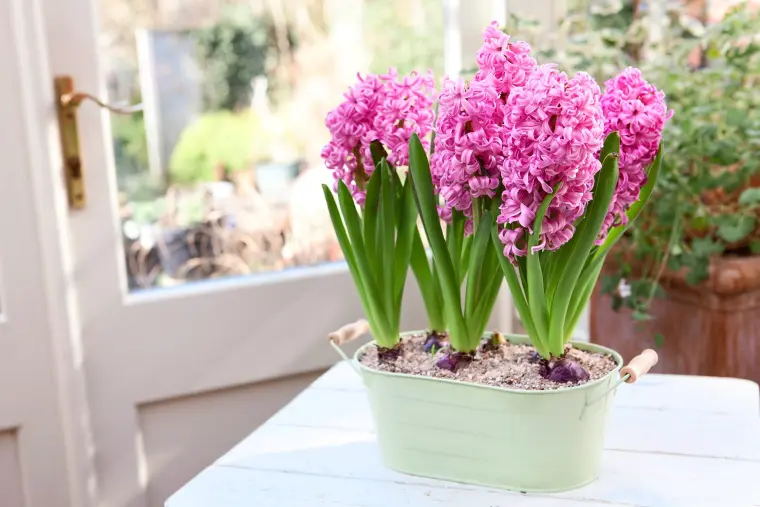 Fournitures De Jardin Soldes 2024 -Fournitures De Jardin Soldes 2024 bulbe jacinthe entretien