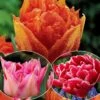 Collection De 30 Tulipes Doubles Murillo -Fournitures De Jardin Soldes 2024 col 103722 4