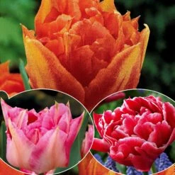 Collection De 30 Tulipes Doubles Murillo
