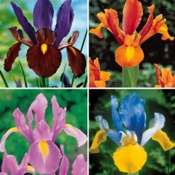 40 Iris De Hollande Colorés En Mélange