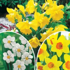 Collection De 30 Narcisses Fortune Et Rijnveld Early Sensation