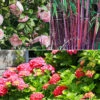 Collection De 3 Arbustes D'ombre : Hortensia, Camélia, Bambou -Fournitures De Jardin Soldes 2024 col 103916 4