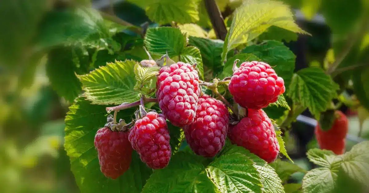 Fournitures De Jardin Soldes 2024 -Fournitures De Jardin Soldes 2024 framboisiers nombre kg