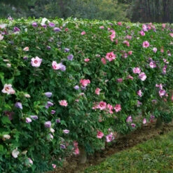 Haie De 5 Hibiscus De Jardin