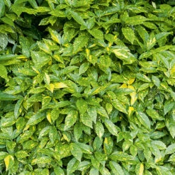 Aucuba Du Japon Variegata