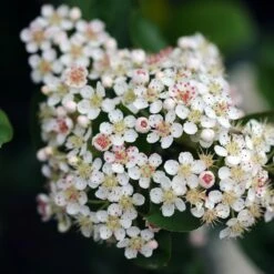 Aronia à Feuilles D'arbousier Brilliant