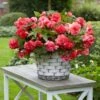 5 Bégonias Retombants Parfumés Pink Delight -Fournitures De Jardin Soldes 2024 tro 100570 2