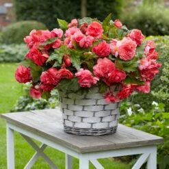 5 Bégonias Retombants Parfumés Pink Delight