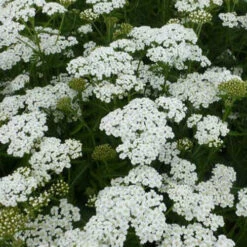 3 Achillées Millefeuille Schneetaler
