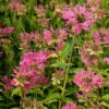 3 Monardes Marshall's Delight -Fournitures De Jardin Soldes 2024 vds 102455 1 1706179097737